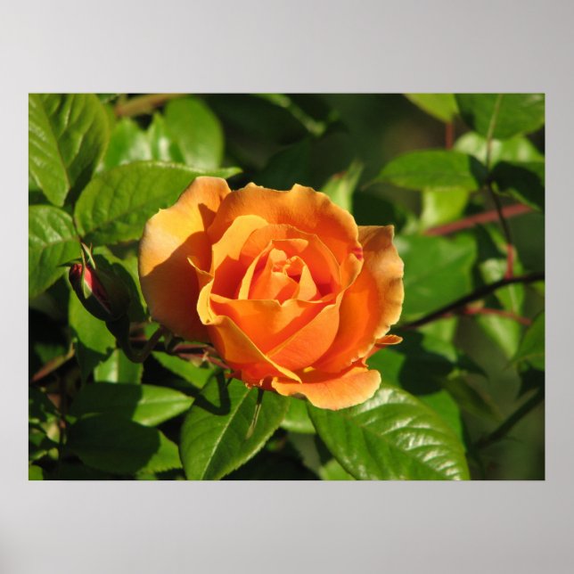 Royal Sunset Hybrid Tea Ro 018 Poster (Framsidan)