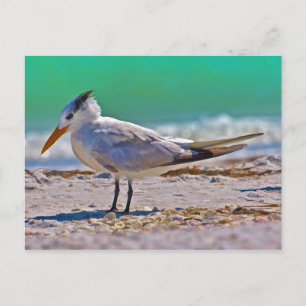 Royal Tern Bird-vykort Vykort