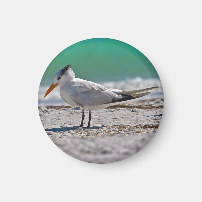 Royal Tern Magnet (Framsidan)