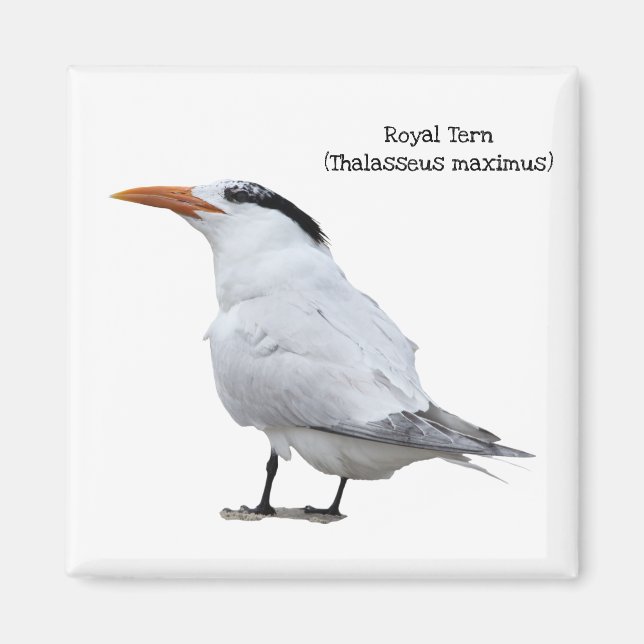 Royal Tern Magnet (Framsidan)