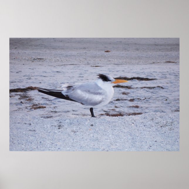 Royal Tern Poster (Framsidan)