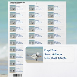 Royal Tern Seabird Returadress Etikett