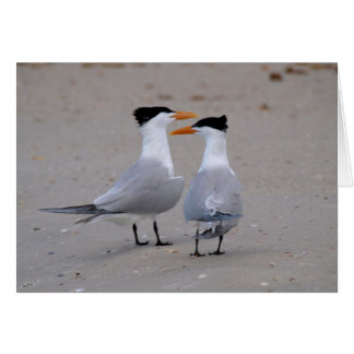 Royal Terns Hälsningskort