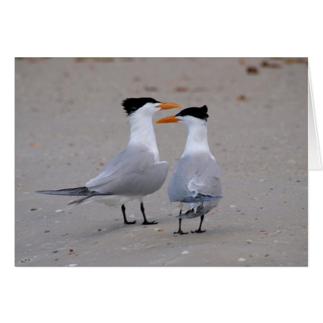 Royal Terns Hälsningskort (Framsidan Horizontal)
