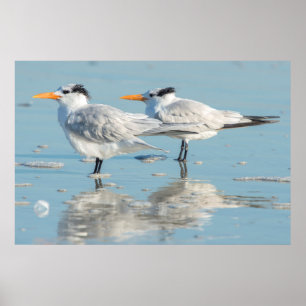 Royal Terns på strand Poster