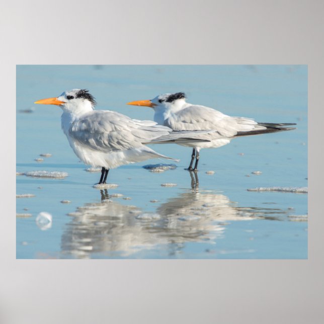 Royal Terns på strand Poster (Framsidan)