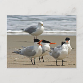 Royal Terns Photo Vykort