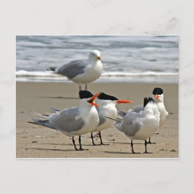Royal Terns Photo Vykort (Framsida)