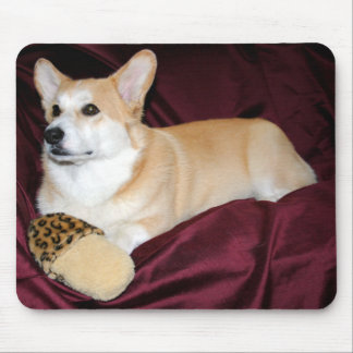 Royal tittar walesisk Corgi för Pembroke Musmatta