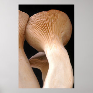 Royal Trumpet Mushroom Photo Poster