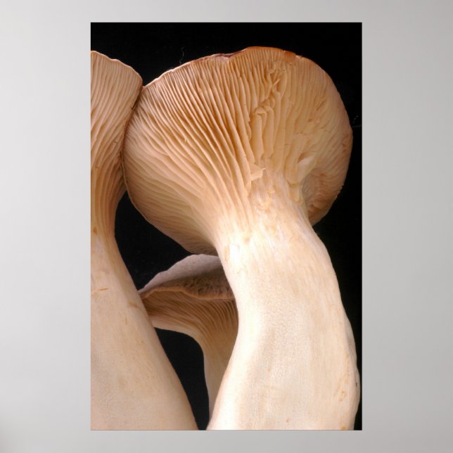 Royal Trumpet Mushroom Photo Poster (Framsidan)