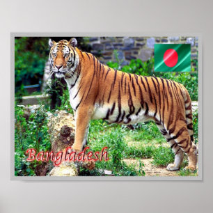 Royalet Bengal Tiger Poster
