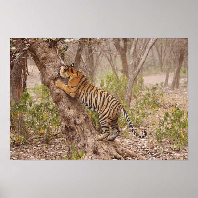 Royalet Bengal Tiger som klättrar uppåt i träd. Poster (Framsidan)