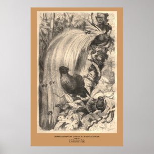 Royalet Paradise, Sifilet, Manucaude Poster
