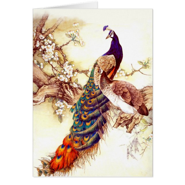 Royalet Peacock OBS Kort (Framsidan)