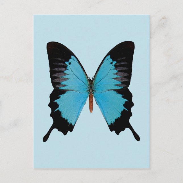 Royalet Peacock Vykort (Framsida)
