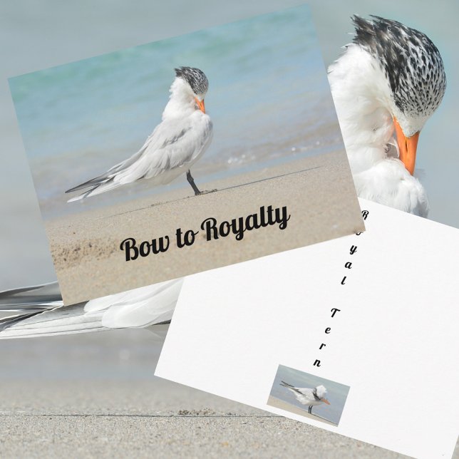 Royalet Tern Bow to Royalty Funny Photographic Vykort (Skapare uppladdad)