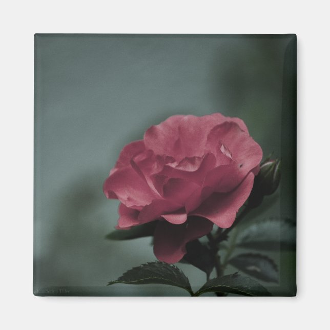 Royalets  magnet (Framsidan)