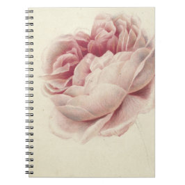 Roze Roos (1792) - Botanisk konst av tidrapport Vi Anteckningsbok