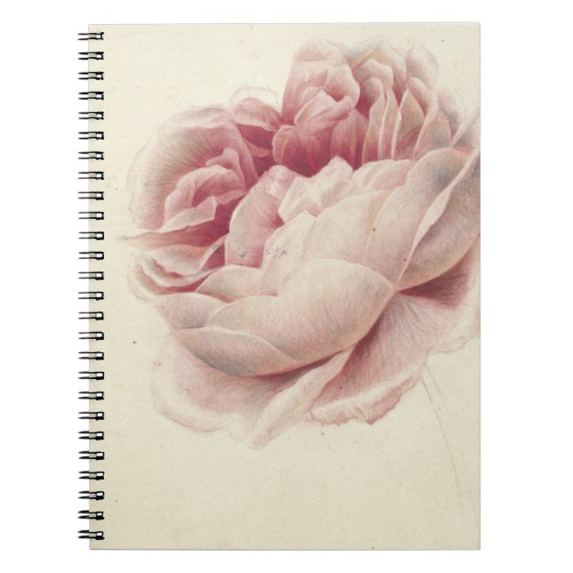 Roze Roos (1792) - Botanisk konst av tidrapport Vi Anteckningsbok (Framsidan)