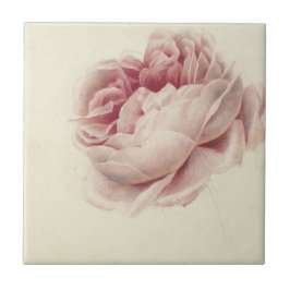 Roze Roos (1792) - Botanisk konst av tidrapport Vi Kakelplatta