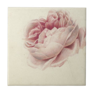 Roze Roos (1792) - Botanisk konst av tidrapport Vi Kakelplatta