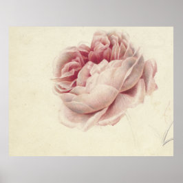 Roze Roos (1792) - Botanisk konst av tidrapport Vi Poster