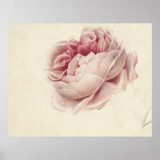 Roze Roos (1792) - Botanisk konst av tidrapport Vi Poster (Framsidan)