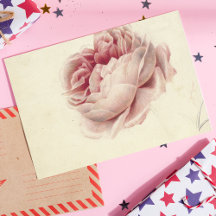 Roze Roos (1792) - Botanisk konst av tidrapport Vi