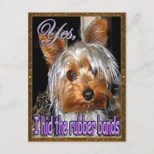 Rubber Bands for Yorkie Vykort