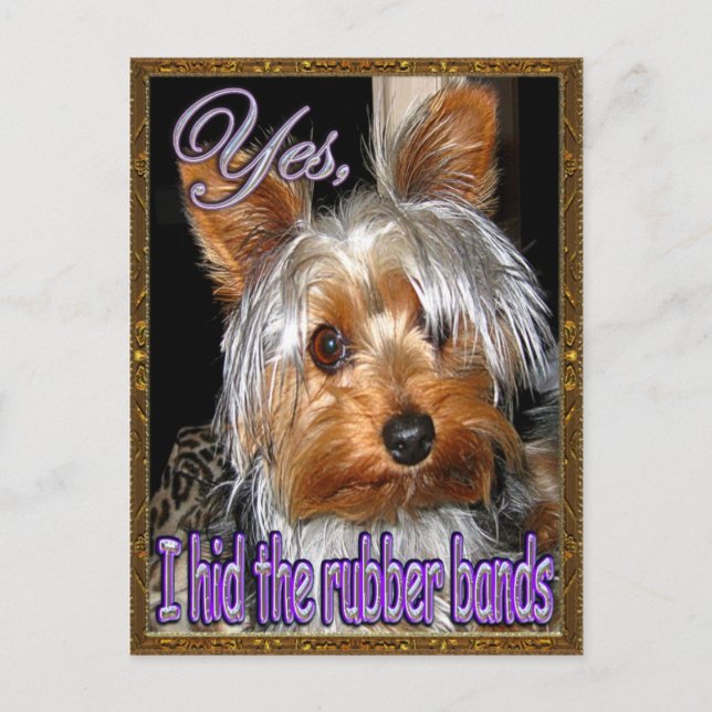 Rubber Bands for Yorkie Vykort (Framsida)
