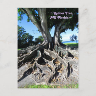 Rubber träd Curvy-rötter Fort Myers vykort