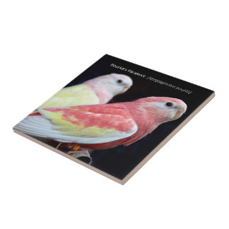 Rubino Bourkes Parakeet Kakelplatta
