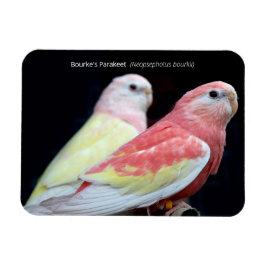 Rubino Bourkes Parakeet Magnet