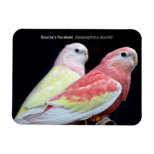 Rubino Bourkes Parakeet Magnet