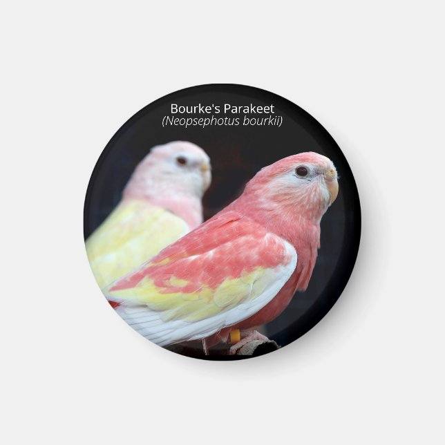 Rubino Bourkes Parakeet Magnet (Framsidan)