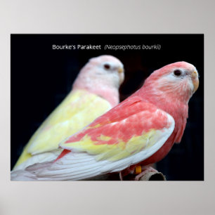 Rubino Bourkes Parakeet Poster
