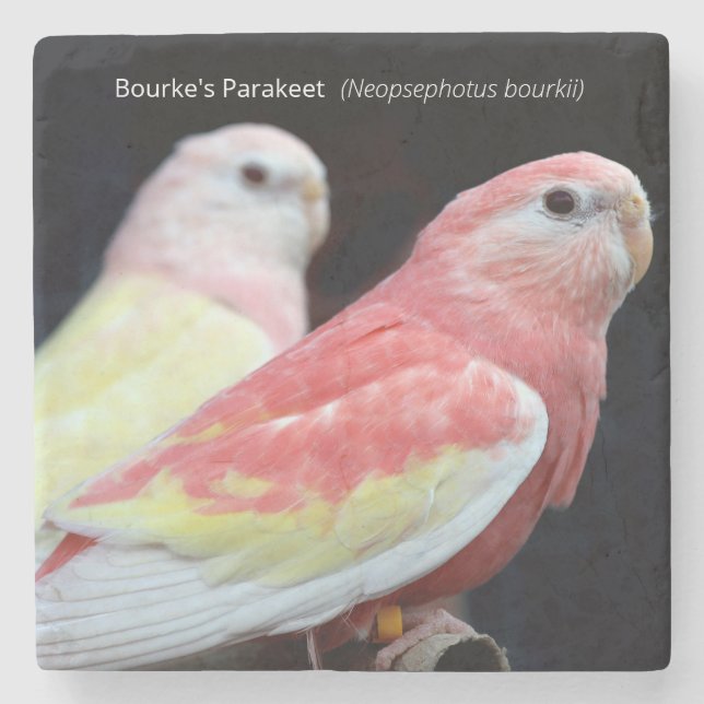 Rubino Bourkes Parakeet Stenunderlägg (Framsidan)
