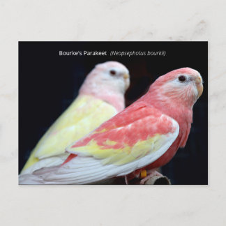 Rubino Bourke's Parakeet Vykort