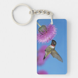 Rubinstrupekolibri