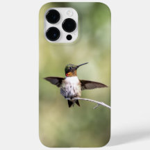 Rubinstrupekolibri