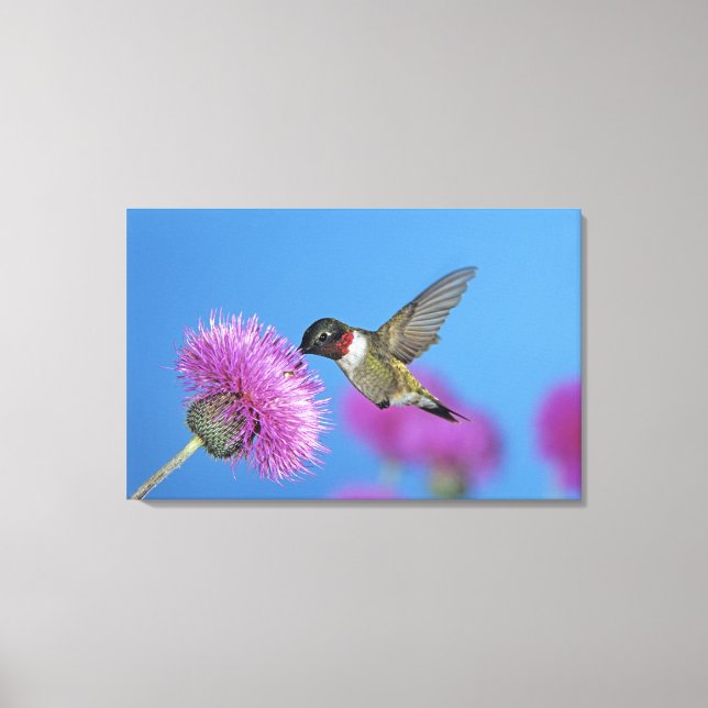 Rubinstrupekolibri Canvastryck (Framsida)