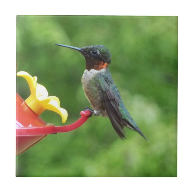 Rubinstrupekolibri Fågel fotografering Kakelplatta (Framsidan)