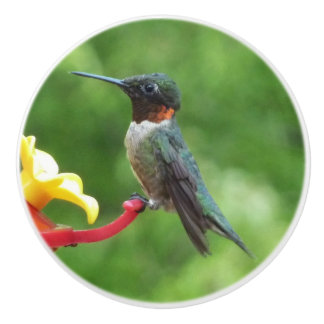 Rubinstrupekolibri Fågel fotografering Knopp