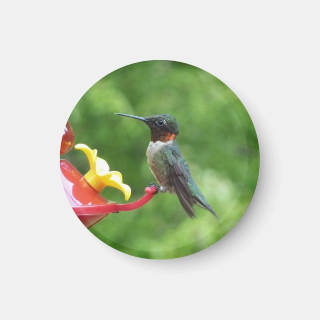 Rubinstrupekolibri Fågel fotografering Magnet (Framsidan)