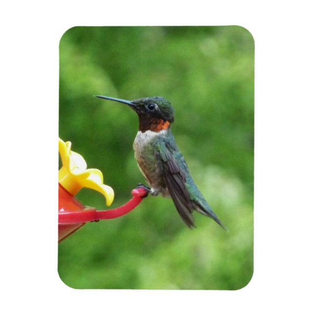 Rubinstrupekolibri Fågel fotografering Magnet (Vertikal)
