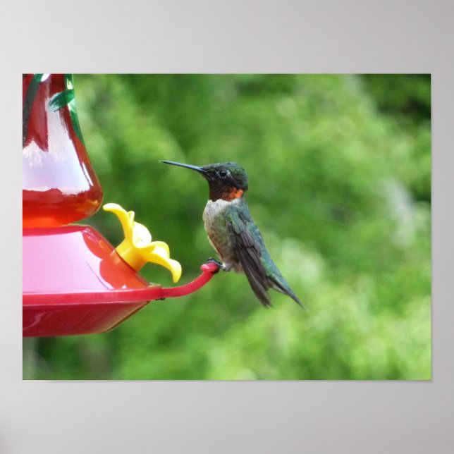 Rubinstrupekolibri Fågel fotografering Poster (Framsidan)