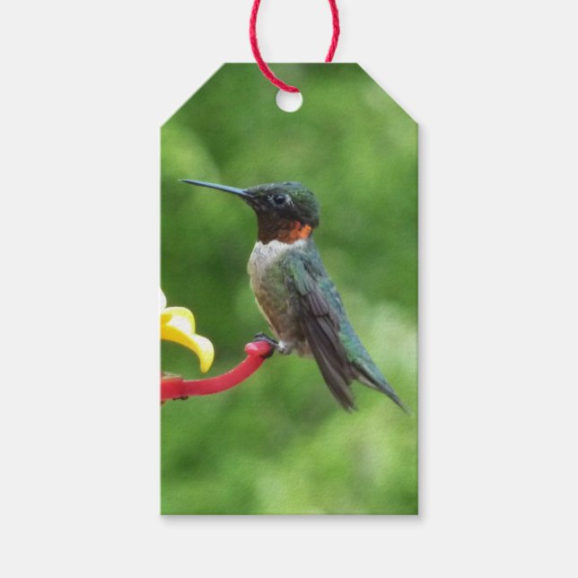 Rubinstrupekolibri Fågel fotografering Presentetikett (Framsidan)