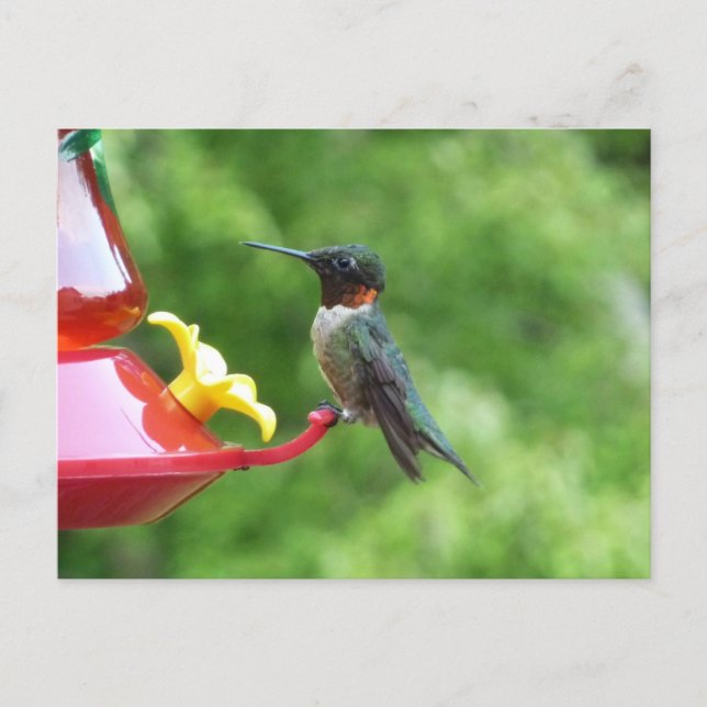 Rubinstrupekolibri Fågel fotografering Vykort (Framsida)