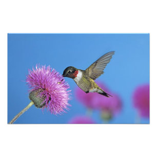 Rubinstrupekolibri Fototryck